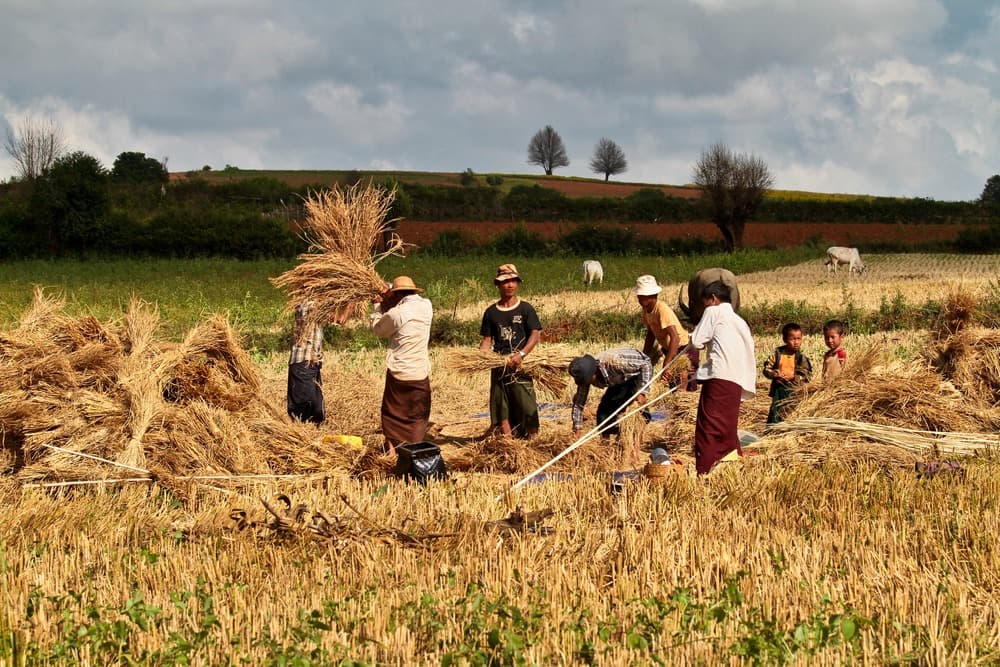 pindaya people
